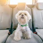 Little dog in car.