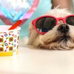 dog in sunglasses with ice cream cup