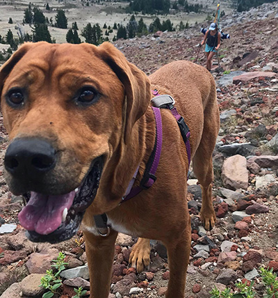 Happy dog on a hike