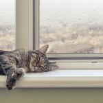 cat sleeping on window sill
