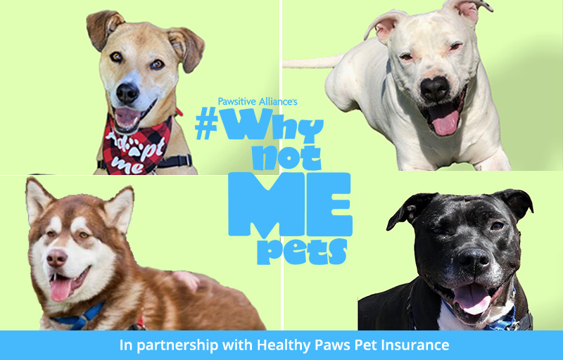 Why Not Me? Pets for September | Healthy Paws Pet Insurance