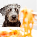 Dog begging for food