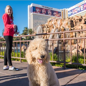 Las Vegas is a dog-friendly city