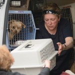 Rescued dogs being unloaded
