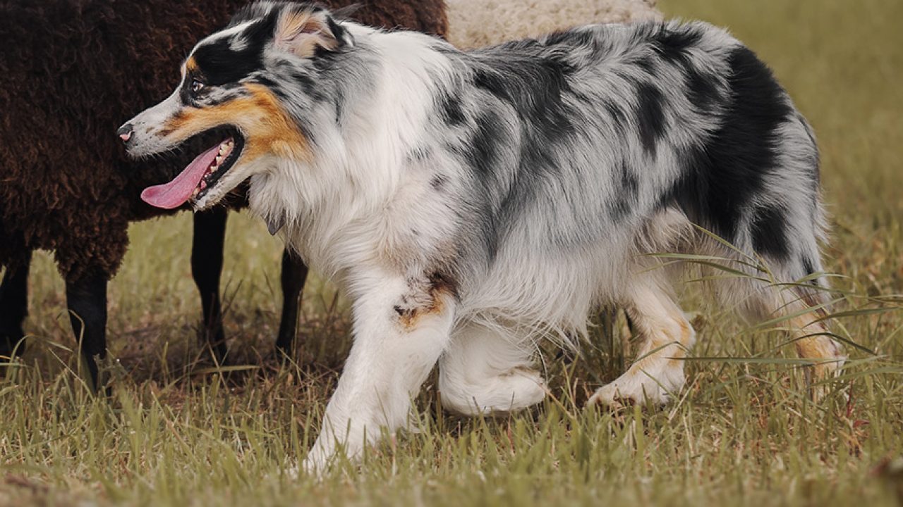 Breed Guide Australian Shepherd Healthy Paws Pet Insurance