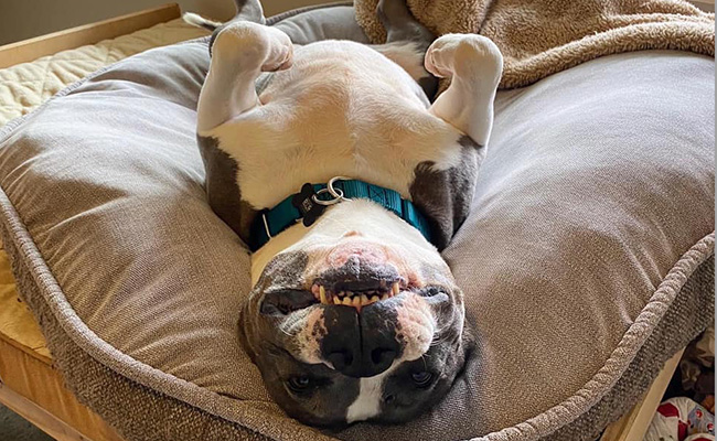 Funny dog upside down smiling 