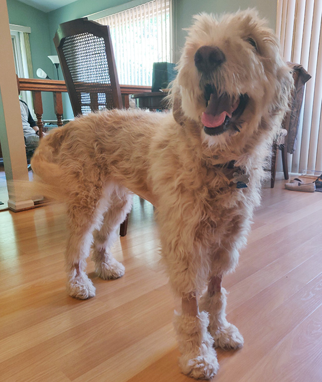mandy the Goldendoodle