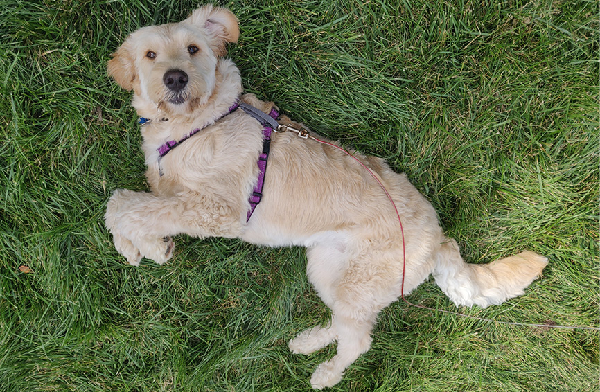 Mandy the Goldendoodle Pleural Effusion Healthy Paws Pet Insurance