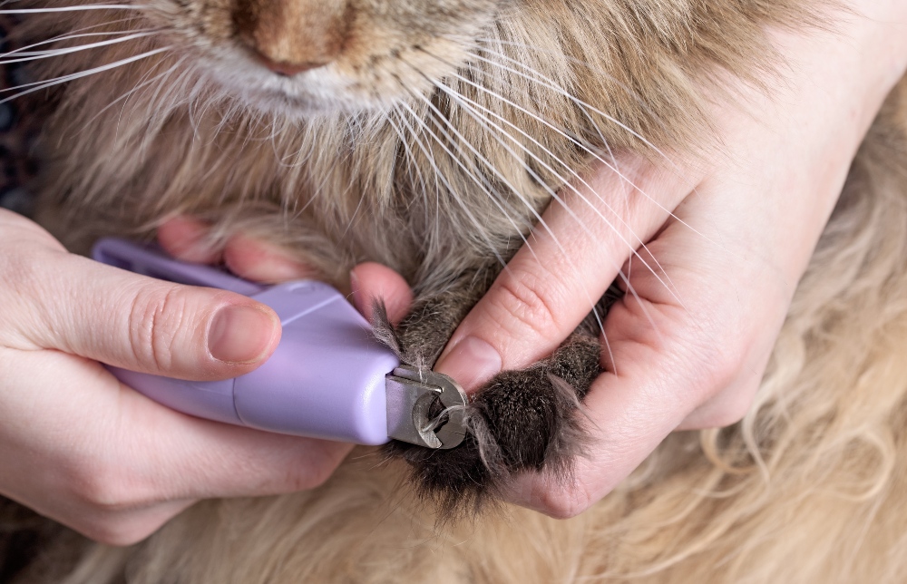 trimming a cat's claws