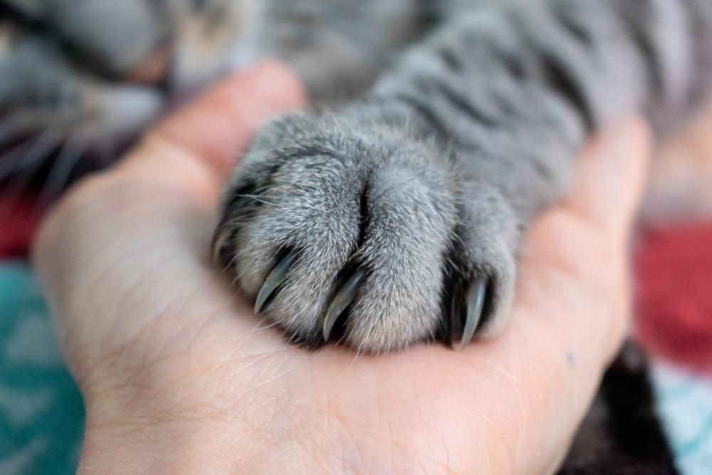 cat paw claws