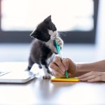 kitten chewing on pen
