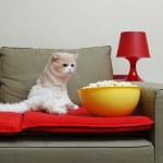cat on couch with bowl of popcorn