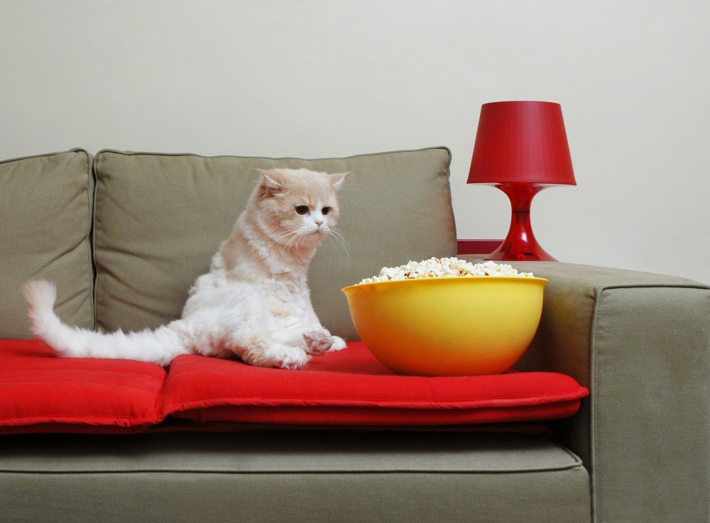 cat on couch with bowl of popcorn