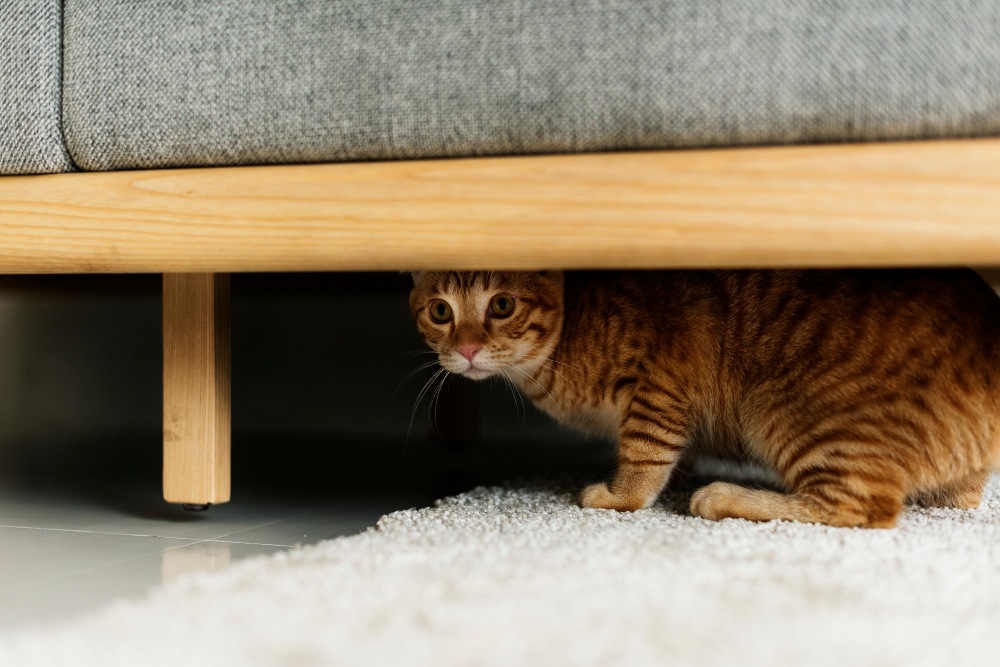 stressed cat hiding under couch