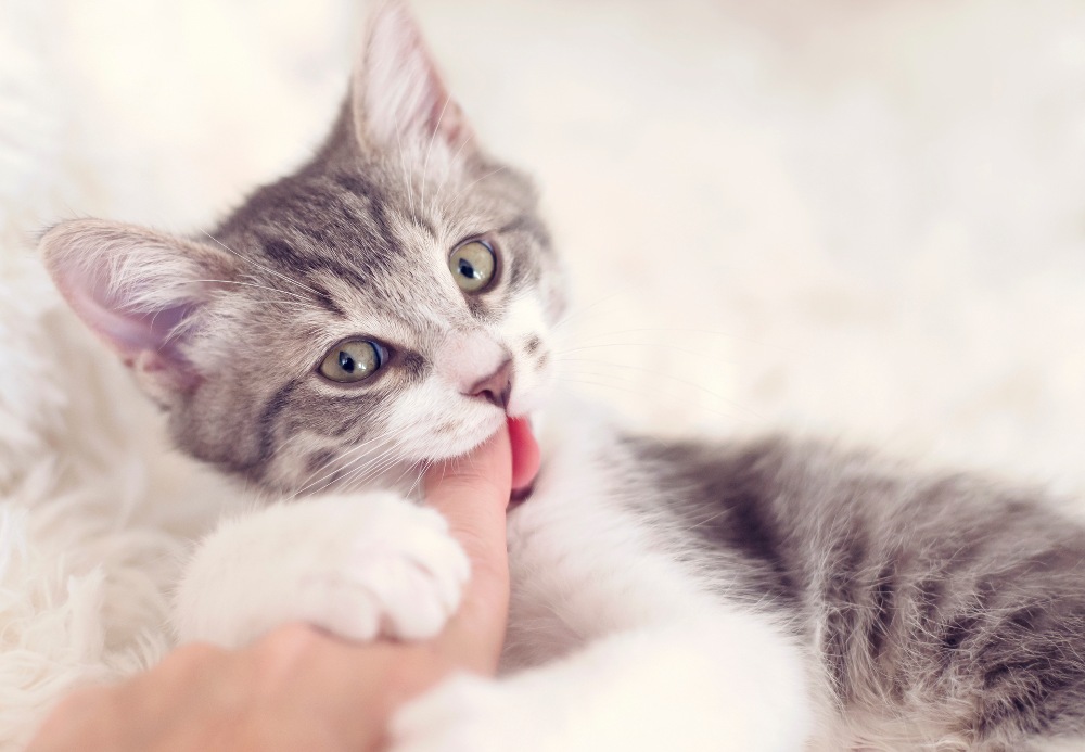 cat biting a person's finger