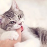 cat biting a person's finger