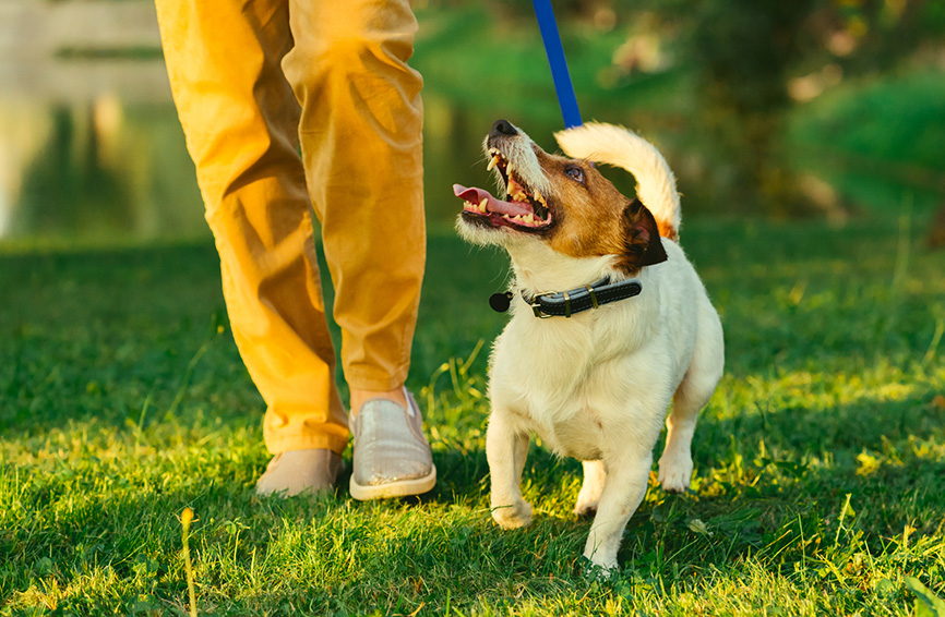 Heel Training How to Teach Your Dog to Walk Nicely On A