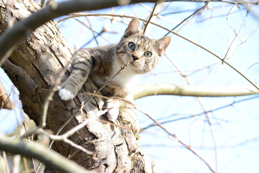 How to Get a Cat Out of a Tree Healthy Paws Pet Insurance