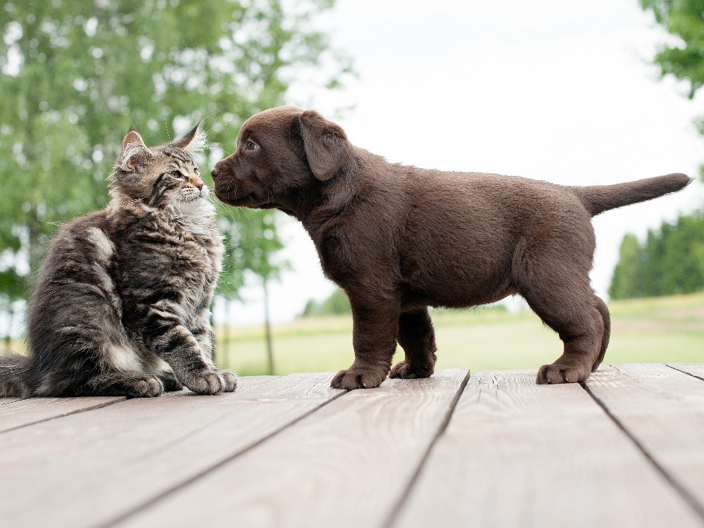 puppy meeting a kitten