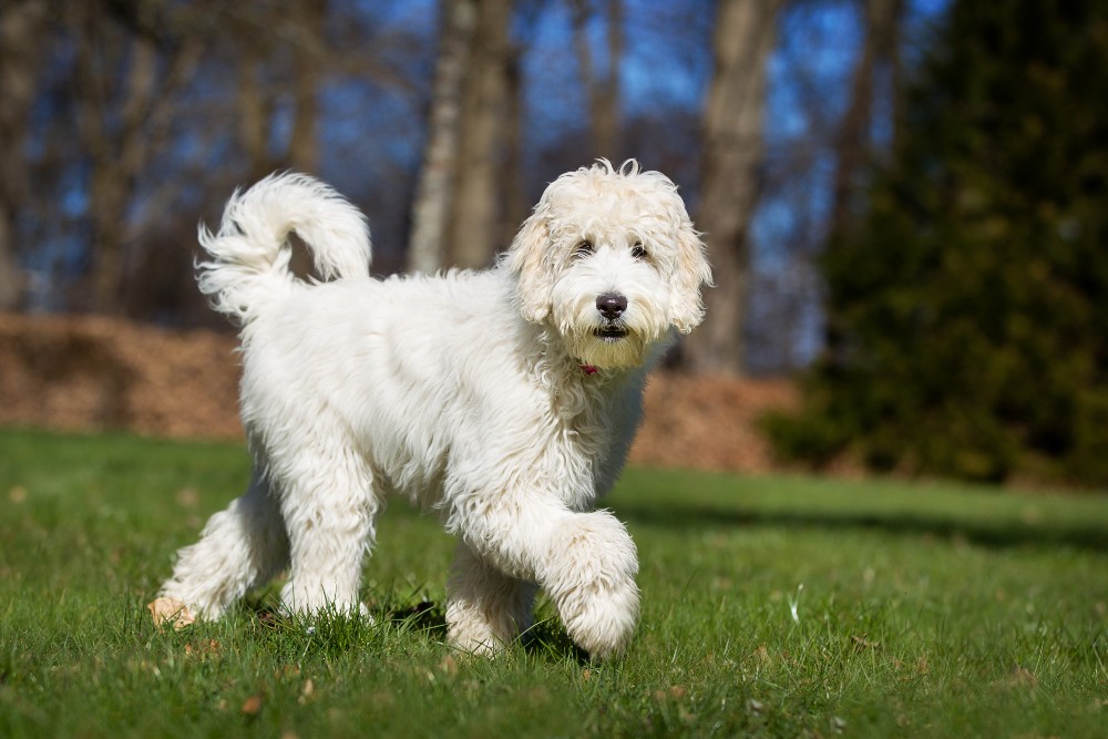 white labradoodle dog in grass
