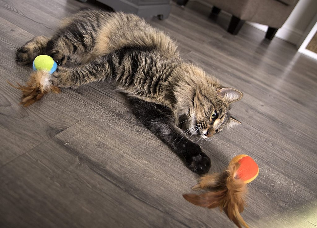 cat with feather toy