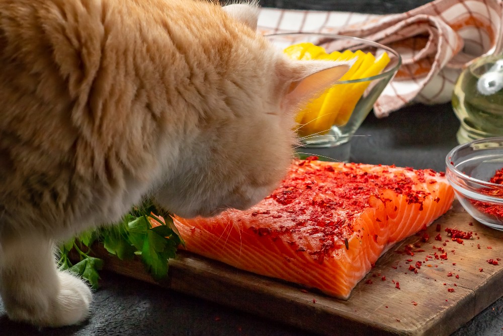 cat sniffing salmon