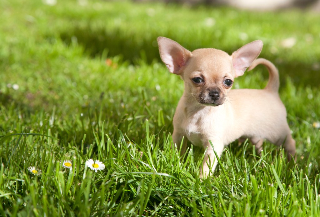 chihuahua puppy in grass