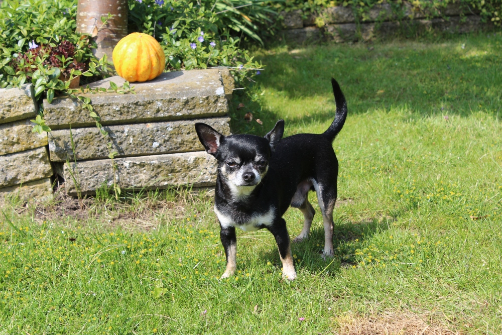 black chihuahua dog outside in grass
