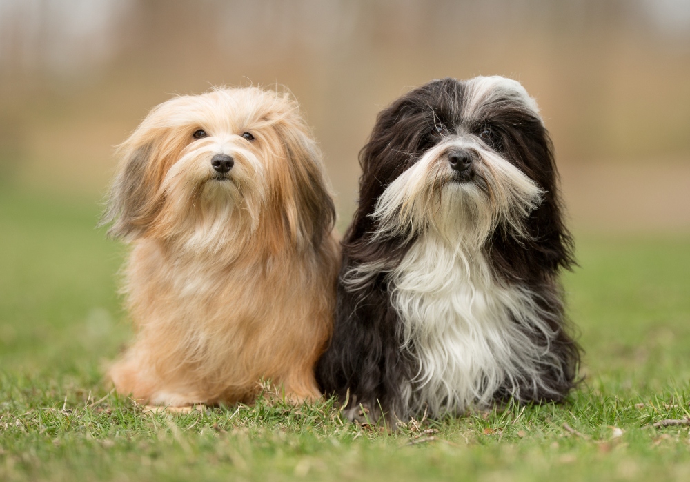 Havanese Breed Guide Havanese Insurance   Two Havanese Dogs Sitting 