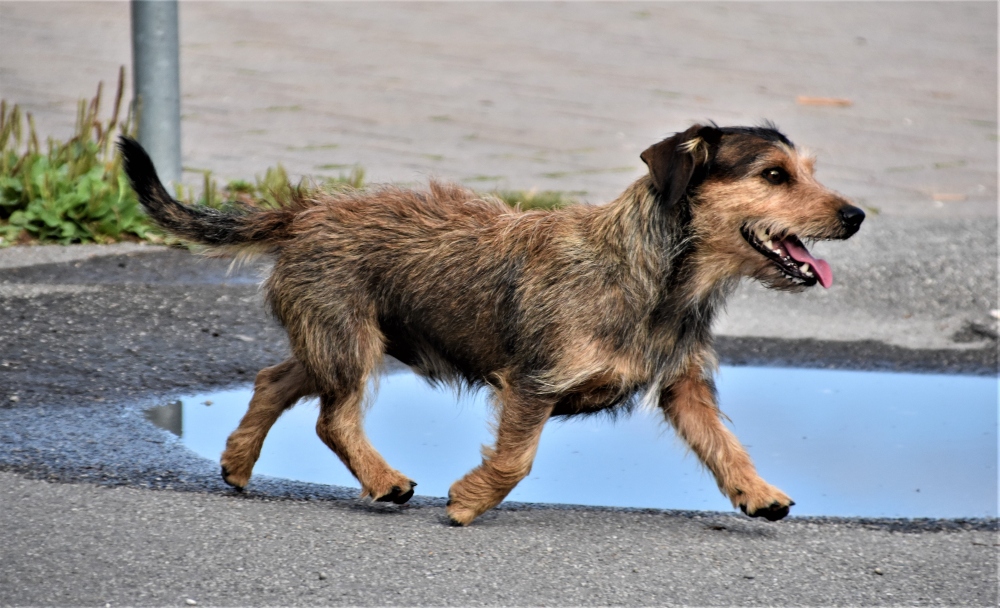 Terrier sales mix dog