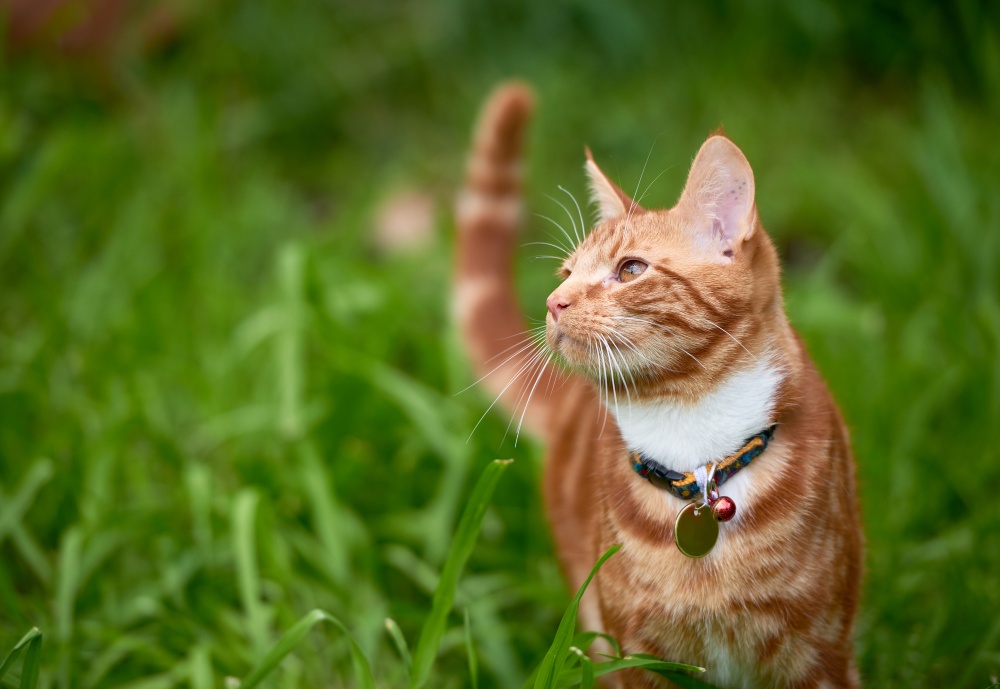 cat in grass wearing collar
