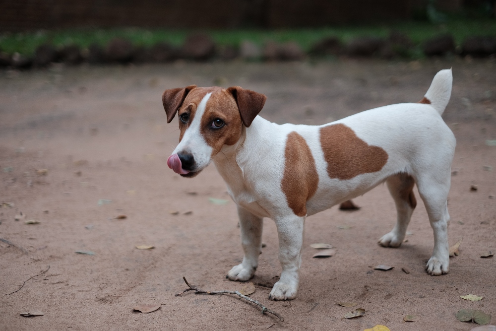 Terrier hot sale blend dog