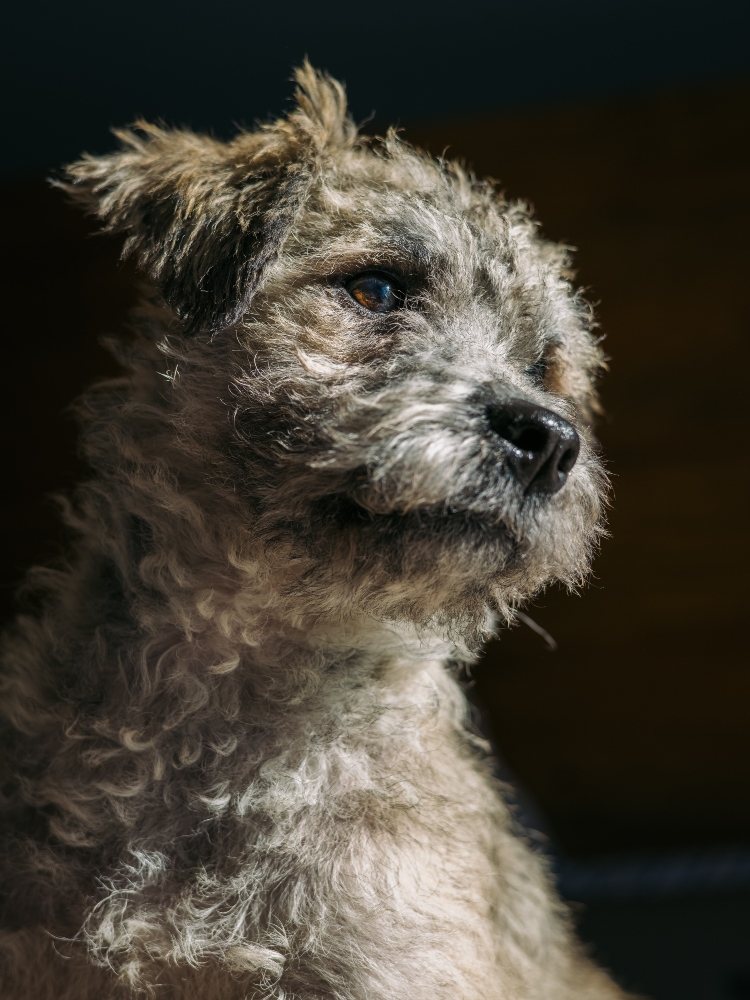 Breed Guide: Terrier Mix | Healthy Paws Pet Insurance