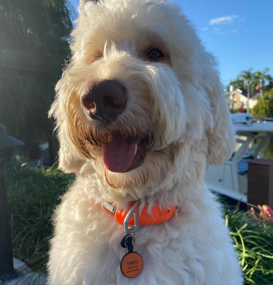 doodle dog with silicone dog tag