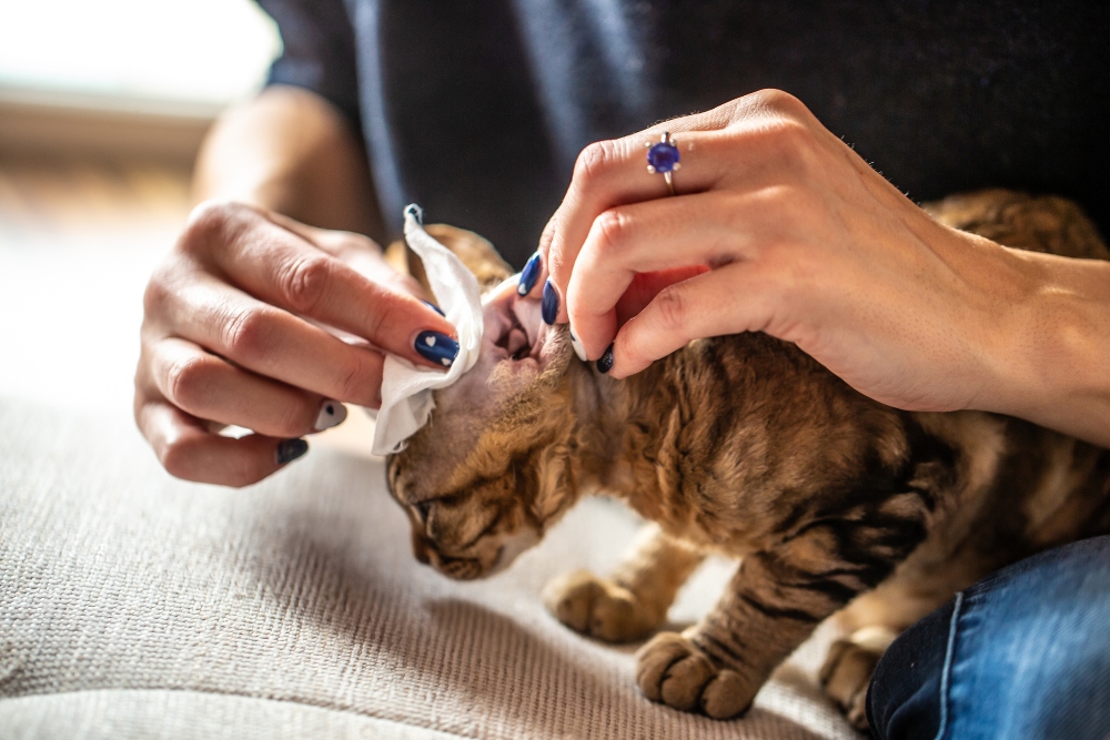 How to Clean Your Cat’s Ears Healthy Paws Pet Insurance