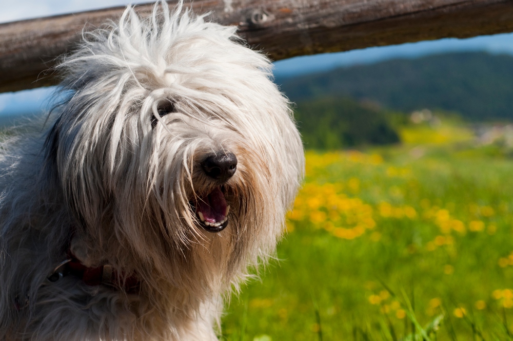 Let Dogs See: Problems for Dogs with Hair Over Their Eyes | Healthy Paws  Pet Insurance
