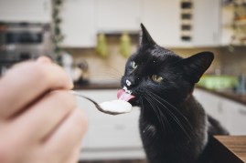 cat licking yogurt spoon