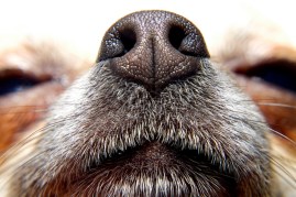 close up dog nose