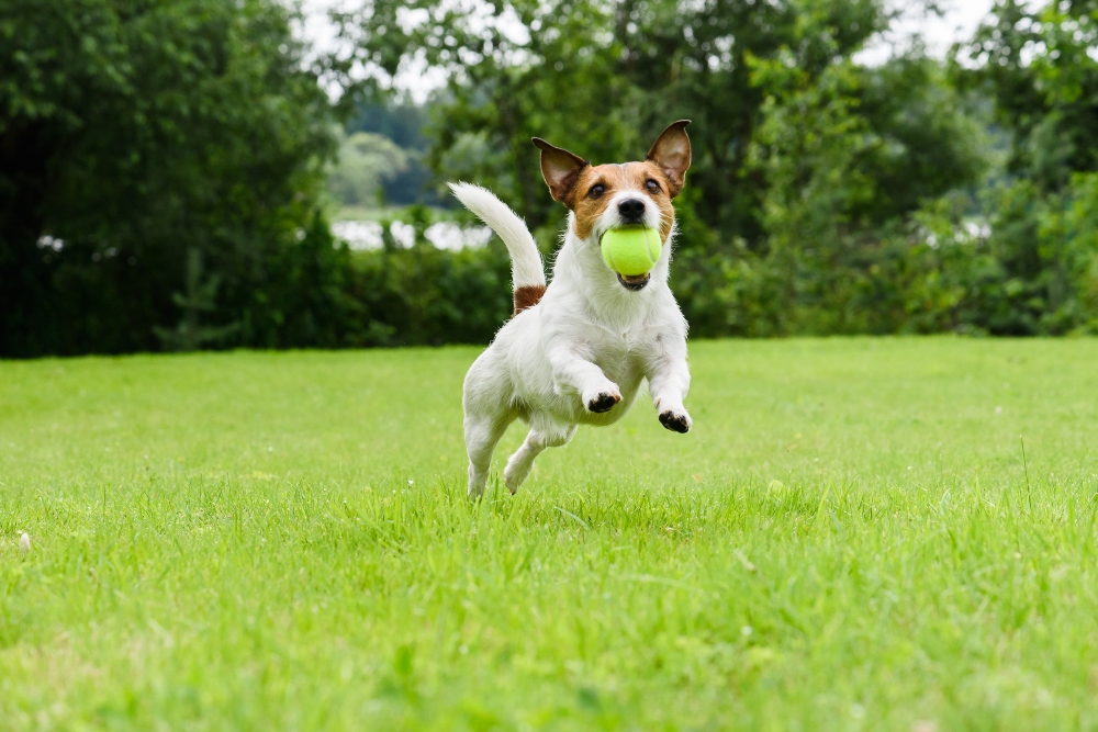 Jack Russell Terrier playing witn green ball