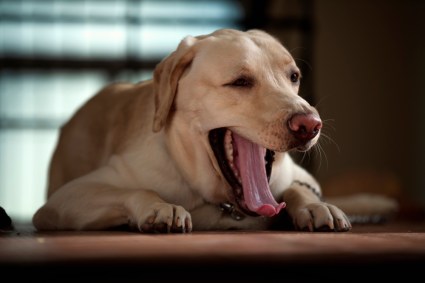 labrador dog yawning