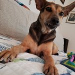 Juniper, dog and cancer survivor