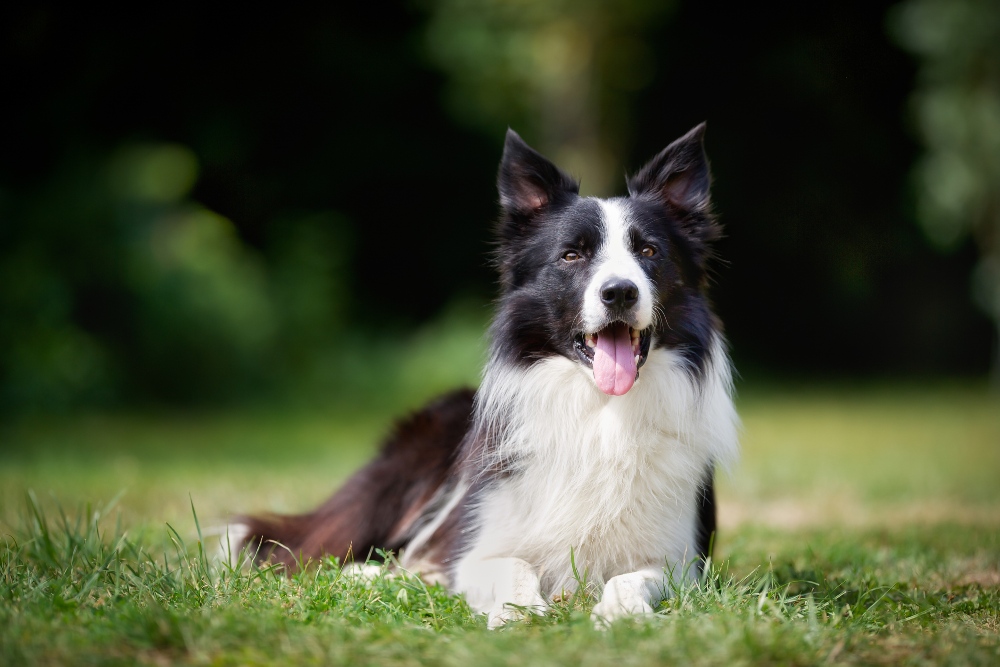 border collie lying in grass