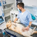 pregnant dog at vet ultrasound