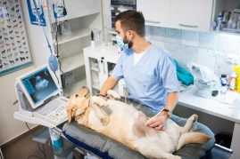 pregnant dog at vet ultrasound