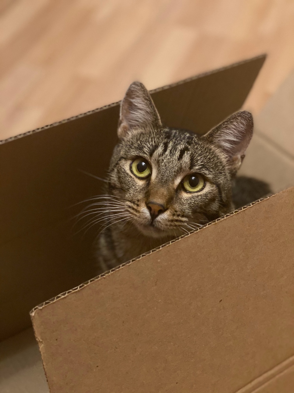 chat dans une boite