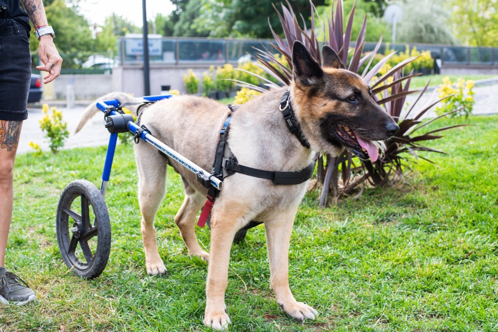 dog in wheel chair