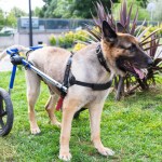 dog in wheel chair