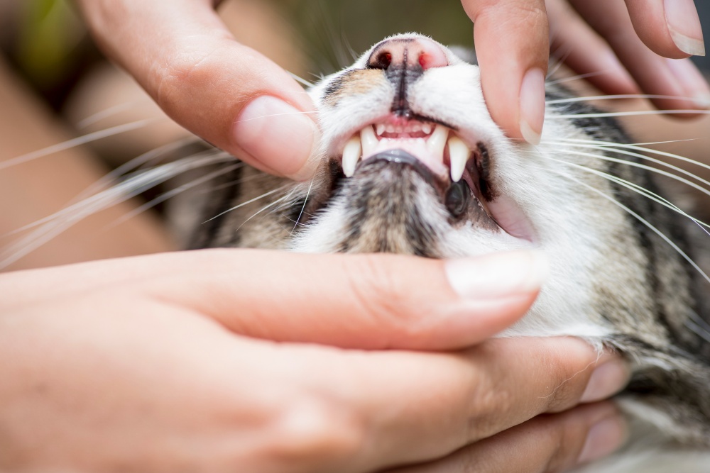 examining cats teeth