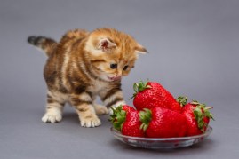 kitten and strawberries