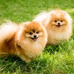 cute two pomeranian dogs